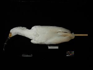  (Nipponia nippon - 2011-1358)  @13 [ ] Copyright (2013) Takema  Saitoh Yamashina Institute for Ornithology