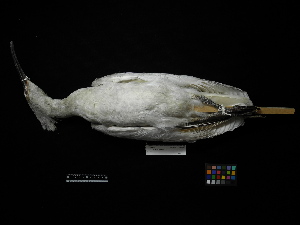  ( - 2011-1359)  @13 [ ] Copyright (2013) Takema  Saitoh Yamashina Institute for Ornithology