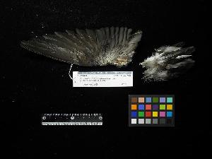  ( - 2006-0220)  @11 [ ] Copyright (2018) Takema  Saitoh Yamashina Institute for Ornithology