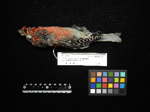  ( - 2012-2430)  @11 [ ] Copyright (2017) Takema  Saitoh Yamashina Institute for Ornithology