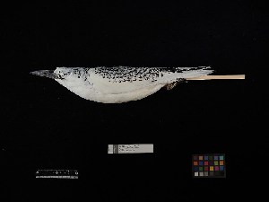  ( - 2015-0653)  @11 [ ] Copyright (2019) Takema  Saitoh Yamashina Institute for Ornithology