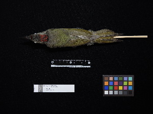  ( - 2009-0487)  @11 [ ] Copyright (2020) Takema  Saitoh Yamashina Institute for Ornithology