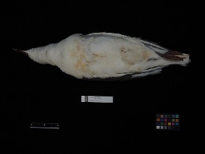  ( - 2016-1338)  @11 [ ] Copyright (2018) Takema  Saitoh Yamashina Institute for Ornithology