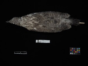 ( - 2016-1335)  @11 [ ] Copyright (2019) Takema  Saitoh Yamashina Institute for Ornithology