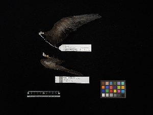  ( - 2016-2693)  @11 [ ] Copyright (2018) Takema  Saitoh Yamashina Institute for Ornithology