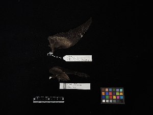  ( - 2016-2693)  @11 [ ] Copyright (2018) Takema  Saitoh Yamashina Institute for Ornithology