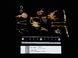  (Prunella collaris - 2015-0978)  @11 [ ] Copyright (2020) Takema  Saitoh Yamashina Institute for Ornithology