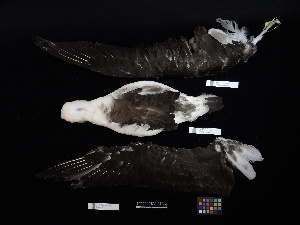  ( - 2017-0952)  @11 [ ] Copyright (2020) Takema  Saitoh Yamashina Institute for Ornithology
