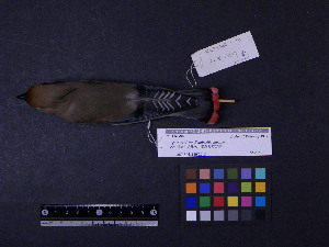  ( - 1997-0045)  @14 [ ] Copyright (2015) Takema  Saitoh Yamashina Institute for Ornithology