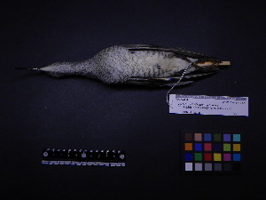  ( - 1997-0330)  @11 [ ] Copyright (2015) Takema  Saitoh Yamashina Institute for Ornithology