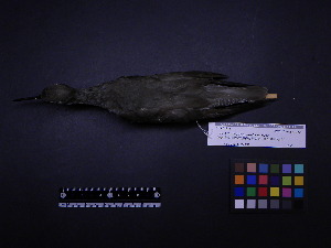  ( - 1997-0330)  @11 [ ] Copyright (2015) Takema  Saitoh Yamashina Institute for Ornithology
