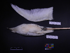  (Pagophila eburnea - 1999-0113)  @11 [ ] Copyright (2015) Takema  Saitoh Yamashina Institute for Ornithology