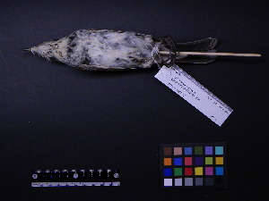  ( - 2002-0001)  @11 [ ] Copyright (2015) Takema  Saitoh Yamashina Institute for Ornithology