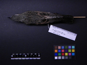  ( - 2002-0001)  @11 [ ] Copyright (2015) Takema  Saitoh Yamashina Institute for Ornithology
