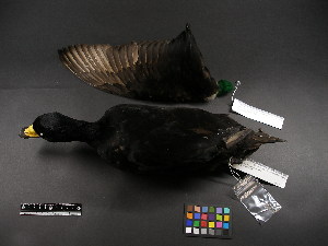  ( - 2002-0145)  @11 [ ] Copyright (2015) Takema  Saitoh Yamashina Institute for Ornithology