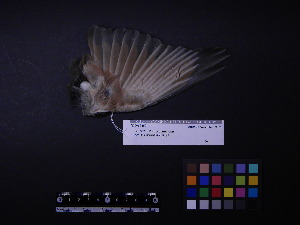  ( - 2003-0103)  @11 [ ] Copyright (2015) Takema  Saitoh Yamashina Institute for Ornithology