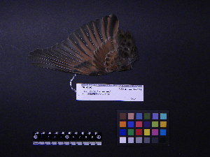  ( - 2003-0103)  @11 [ ] Copyright (2015) Takema  Saitoh Yamashina Institute for Ornithology