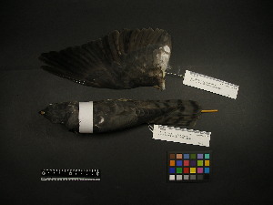  (Accipiter soloensis - 2004-0225)  @11 [ ] Copyright (2015) Takema  Saitoh Yamashina Institute for Ornithology
