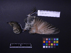  ( - 2005-0520)  @11 [ ] Copyright (2015) Takema  Saitoh Yamashina Institute for Ornithology