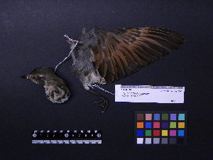  ( - 2005-0520)  @11 [ ] Copyright (2015) Takema  Saitoh Yamashina Institute for Ornithology