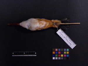  (Halcyon pileata - 2006-0039)  @11 [ ] Copyright (2015) Takema  Saitoh Yamashina Institute for Ornithology