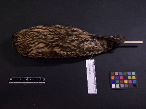  ( - 2006-0127)  @11 [ ] Copyright (2015) Takema  Saitoh Yamashina Institute for Ornithology