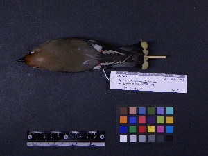  (Bombycilla garrulus - 2006-5387)  @14 [ ] Copyright (2015) Takema  Saitoh Yamashina Institute for Ornithology