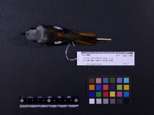  (Phoenicurus auroreus - 2006-0030)  @14 [ ] Copyright (2015) Takema  Saitoh Yamashina Institute for Ornithology