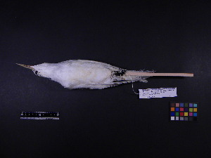  (Phaethon lepturus - 2009-0882)  @11 [ ] Copyright (2015) Takema Saitoh Yamashina Institute for Ornithology
