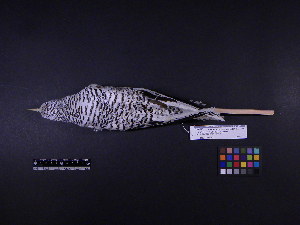  (Phaethon lepturus - 2009-0882)  @11 [ ] Copyright (2015) Takema Saitoh Yamashina Institute for Ornithology