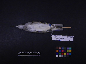  ( - 2005-0128)  @11 [ ] Copyright (2015) Takema  Saitoh Yamashina Institute for Ornithology
