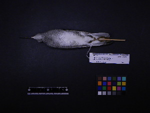  ( - 2010-0819)  @11 [ ] Copyright (2015) Takema Saitoh Yamashina Institute for Ornithology