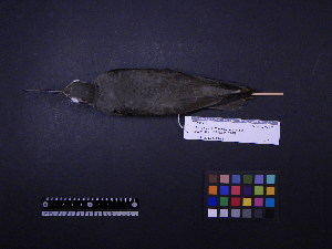  ( - 2010-0819)  @11 [ ] Copyright (2015) Takema Saitoh Yamashina Institute for Ornithology