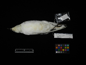  (Chroicocephalus saundersi - 2011-0169)  @11 [ ] Copyright (2015) Takema Saitoh Yamashina Institute for Ornithology