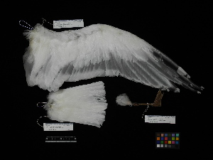  ( - 2011-0138)  @11 [ ] Copyright (2015) Takema Saitoh Yamashina Institute for Ornithology