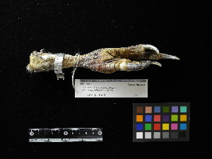  (Haliaeetus pelagicus - 2005-0101)  @11 [ ] Copyright (2015) Takema  Saitoh Yamashina Institute for Ornithology