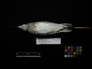  ( - 2010-1377)  @11 [ ] Copyright (2015) Takema Saitoh Yamashina Institute for Ornithology