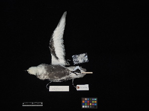  (Pterodroma inexpectata - 2014-0115)  @11 [ ] Copyright (2015) Takema Saitoh Yamashina Institute for Ornithology