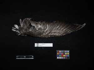  ( - 2016-1197)  @11 [ ] Copyright (2019) Takema  Saitoh Yamashina Institute for Ornithology