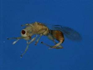  ( - MIC-ODO.GAJM-HN-6)  @12 [ ] CreativeCommons - Attribution (2008) CBG Photography Group Centre for Biodiversity Genomics