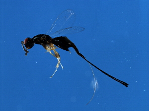  (Philotrypesis sp. 4-BEN - BEN-PHI.4-HN-5)  @13 [ ] CreativeCommons - Attribution (2008) CBG Photography Group Centre for Biodiversity Genomics