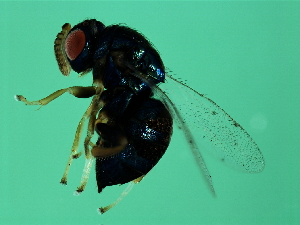  ( - BEN-ORM.1-HN-2)  @13 [ ] CreativeCommons - Attribution (2008) CBG Photography Group Centre for Biodiversity Genomics