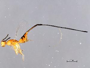  (Philotrypesis sp. 1-ALT - ALT-PHI.1-HN-3)  @14 [ ] CreativeCommons - Attribution (2008) CBG Photography Group Centre for Biodiversity Genomics