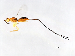  (Philotrypesis pilosa-HIS - HIS-PHI.PIL-HN-2)  @14 [ ] CreativeCommons - Attribution (2008) CBG Photography Group Centre for Biodiversity Genomics