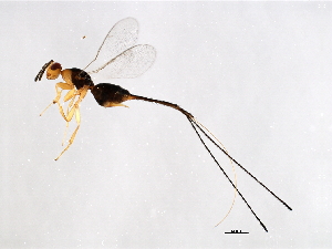  (Philotrypesis sp. 1-FIS - FIS-PHI.1-HN-2)  @14 [ ] CreativeCommons - Attribution (2008) CBG Photography Group Centre for Biodiversity Genomics