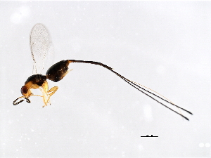  (Philotrypesis sp. 1-FIS - FIS-PHI.1-HN-3)  @14 [ ] CreativeCommons - Attribution (2008) CBG Photography Group Centre for Biodiversity Genomics