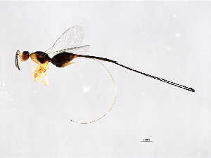  ( - FIS-PHI.1-HN-6)  @14 [ ] CreativeCommons - Attribution (2008) CBG Photography Group Centre for Biodiversity Genomics