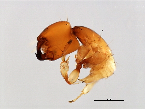  ( - FIS-M.2-HN-6)  @13 [ ] CreativeCommons - Attribution (2008) CBG Photography Group Centre for Biodiversity Genomics