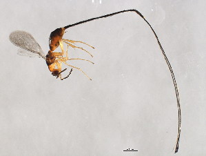  (Philotrypesis sp. 1-AUR - AUR-PHI.1-HN-1)  @14 [ ] CreativeCommons - Attribution (2008) CBG Photography Group Centre for Biodiversity Genomics