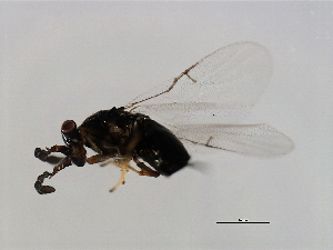 ( - VAR-CER.APP-HN-7)  @13 [ ] CreativeCommons - Attribution (2008) CBG Photography Group Centre for Biodiversity Genomics